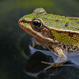 Amphibians